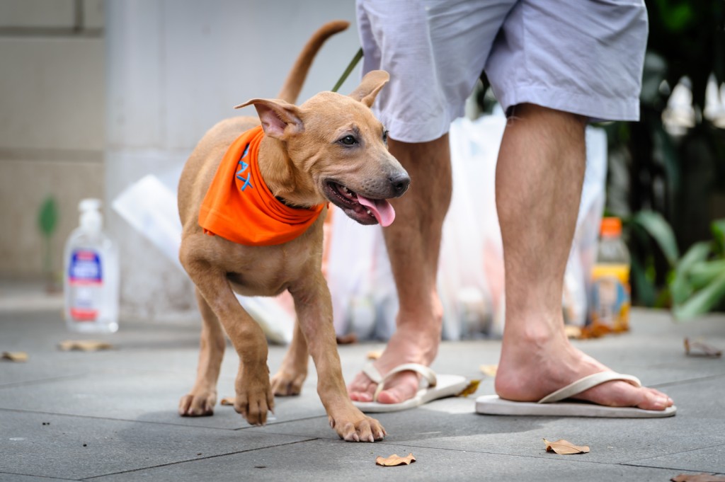 Street photography - Puppy with adoption volunteer