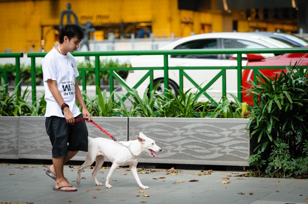 Street photography - Boy walking a white dog